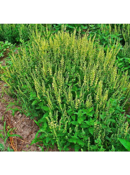 Fenyérgamandor / TEUCRIUM scorodonia 