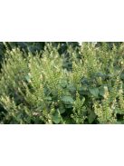 Fenyérgamandor / TEUCRIUM scorodonia 