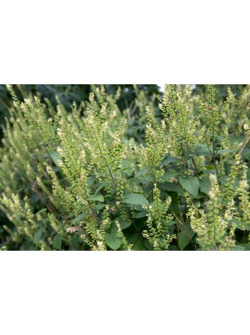 Fenyérgamandor / TEUCRIUM scorodonia 