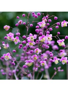 Mezei borkóró / THALICTRUM rochebruneanum 