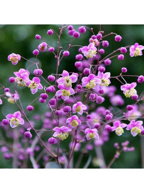 Mezei borkóró / THALICTRUM rochebruneanum 