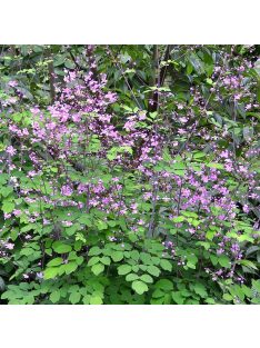 Mezei borkóró / THALICTRUM rochebruneanum 