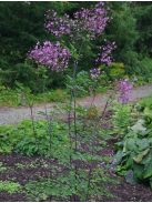 Mezei borkóró / THALICTRUM rochebruneanum 
