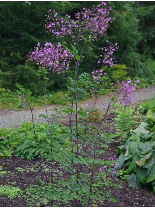 Mezei borkóró / THALICTRUM rochebruneanum 