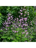 Mezei borkóró / THALICTRUM rochebruneanum 