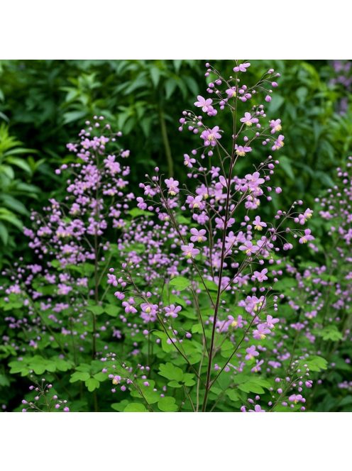 Mezei borkóró / THALICTRUM rochebruneanum 