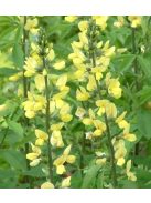  THERMOPSIS lanceolata hort. 