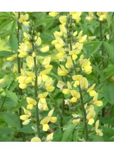  THERMOPSIS lanceolata hort. 