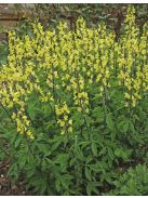  THERMOPSIS lanceolata hort. 