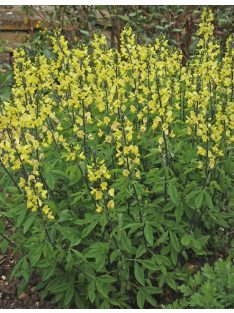  THERMOPSIS lanceolata hort. 