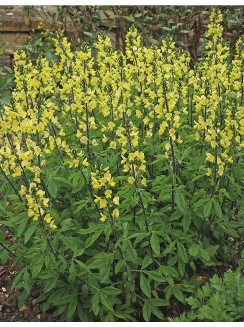  THERMOPSIS lanceolata hort. 