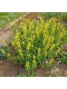  THERMOPSIS lanceolata hort. 