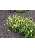  THERMOPSIS lanceolata hort. 