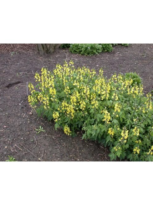  THERMOPSIS lanceolata hort. 