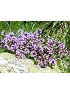 Mezei kakukkfű / THYMUS serpyllum hort. 