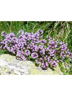 Mezei kakukkfű / THYMUS serpyllum hort. 