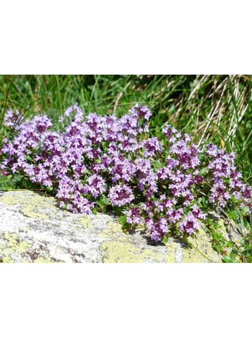 Mezei kakukkfű / THYMUS serpyllum hort. 