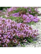 Mezei kakukkfű / THYMUS serpyllum hort. 
