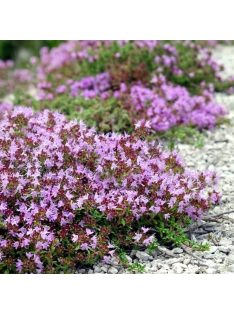 Mezei kakukkfű / THYMUS serpyllum hort. 