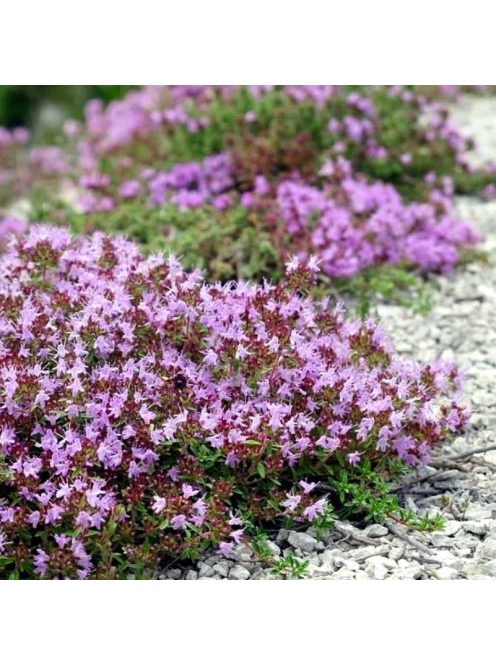 Mezei kakukkfű / THYMUS serpyllum hort. 