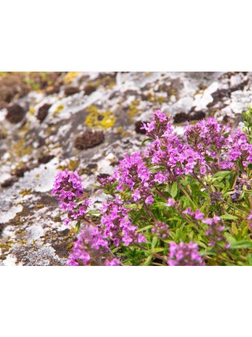Mezei kakukkfű / THYMUS serpyllum hort. 