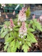 Karéjos turbántok / TIARELLA wherryi 