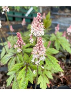Karéjos turbántok / TIARELLA wherryi 