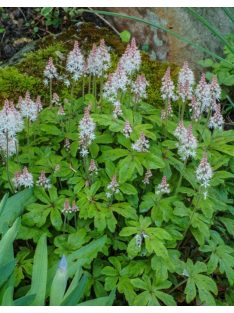 Karéjos turbántok / TIARELLA wherryi 