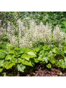 Karéjos turbántok / TIARELLA wherryi 