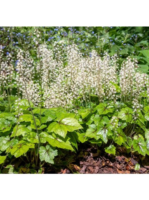Karéjos turbántok / TIARELLA wherryi 