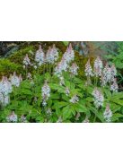 Karéjos turbántok / TIARELLA wherryi 