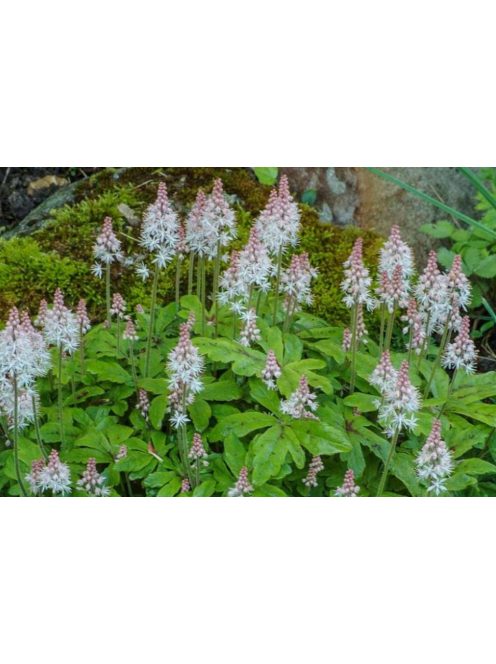 Karéjos turbántok / TIARELLA wherryi 