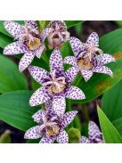 Borzas púpliliom / TRICYRTIS Hirta-Hybr. 'Miyazaki'