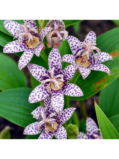   Borzas púpliliom / TRICYRTIS Hirta-Hybr. 'Miyazaki'