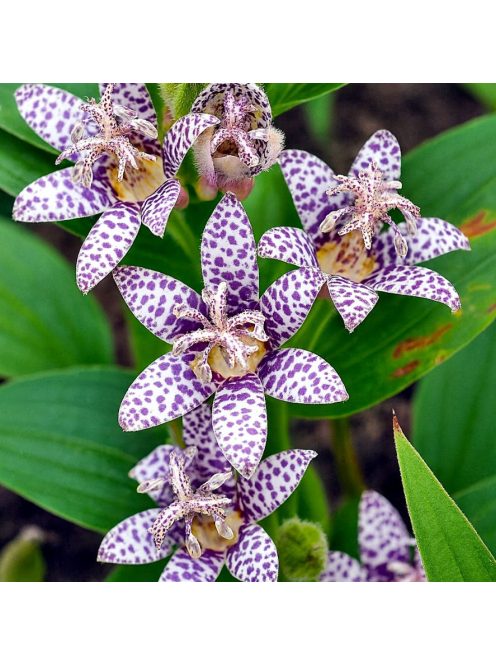 Borzas púpliliom / TRICYRTIS Hirta-Hybr. 'Miyazaki'
