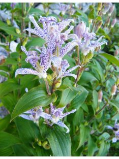   Borzas púpliliom / TRICYRTIS Hirta-Hybr. 'Miyazaki'