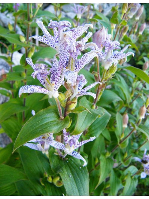 Borzas púpliliom / TRICYRTIS Hirta-Hybr. 'Miyazaki'