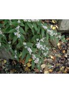 Borzas púpliliom / TRICYRTIS Hirta-Hybr. 'Miyazaki'