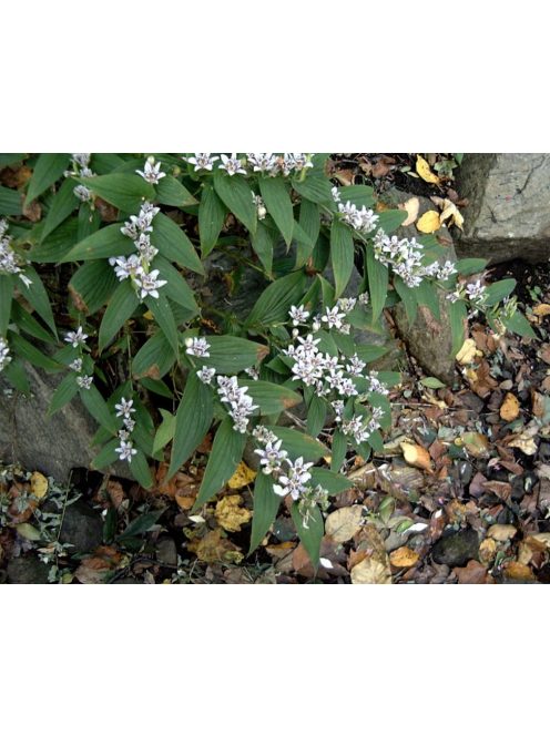 Borzas púpliliom / TRICYRTIS Hirta-Hybr. 'Miyazaki'