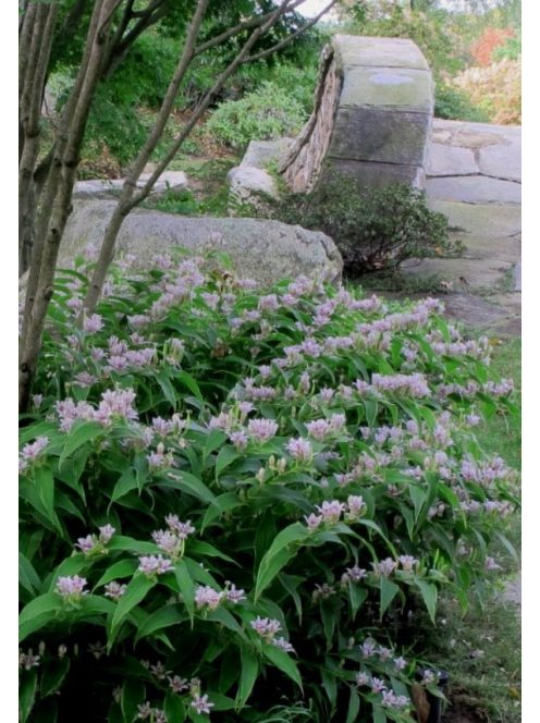 Borzas púpliliom / TRICYRTIS Hirta-Hybr. 'Miyazaki'