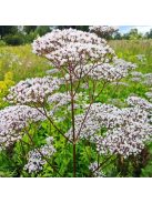 Orvosi valeriána / VALERIANA officinalis 'BLBP 19'