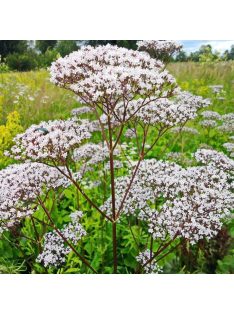   Orvosi valeriána / VALERIANA officinalis 'BLBP 19'