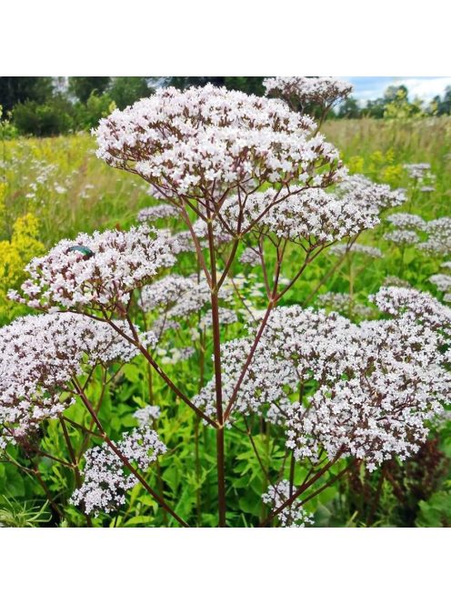 Orvosi valeriána / VALERIANA officinalis 'BLBP 19'