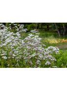Orvosi valeriána / VALERIANA officinalis 'BLBP 19'