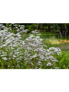   Orvosi valeriána / VALERIANA officinalis 'BLBP 19'