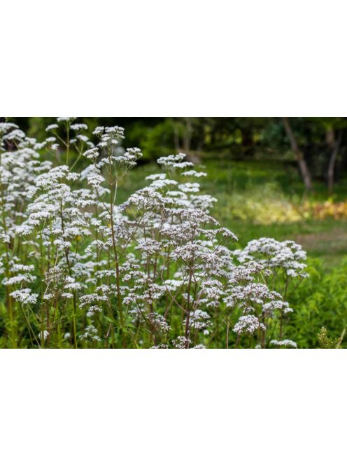 Orvosi valeriána / VALERIANA officinalis 'BLBP 19'