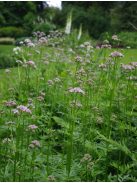 Orvosi valeriána / VALERIANA officinalis 'BLBP 19'