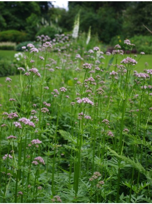 Orvosi valeriána / VALERIANA officinalis 'BLBP 19'