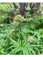 Orvosi valeriána / VALERIANA officinalis 'BLBP 19'