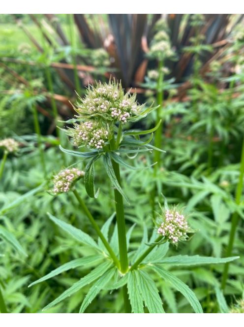 Orvosi valeriána / VALERIANA officinalis 'BLBP 19'